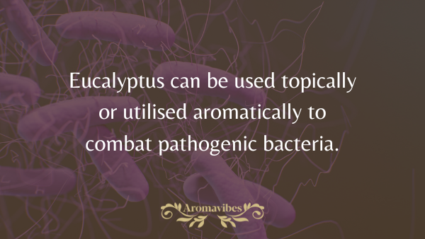 eucalyptus oil benefits