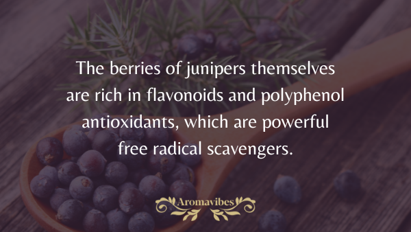 juniper berry